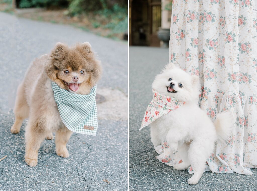 Skylands Manor Engagement Photos